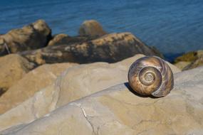 seashell on a rock by the sea in France