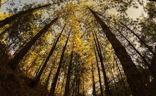 Forest Forests Pine