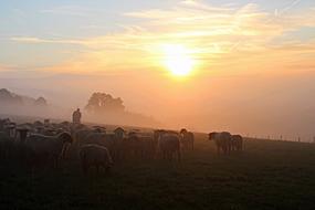 Flock of sheeps on the beautiful mountain in fog, at colorful and beautiful sunset with clouds, in Germany