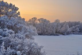 Beautiful, snowy landscape with plants, at colorful and beautiful sunset, in the winter