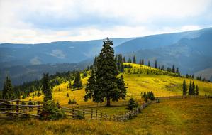 Summer Mountain Trees