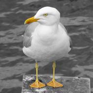 Bird Seagull and sea Waters