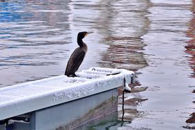 Cute, colorful and beautiful bird on the pier of the sea in snow, in the winter