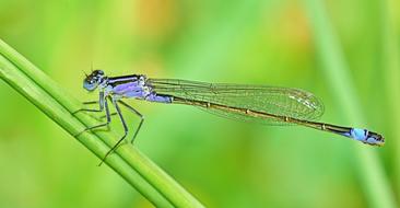 Close-up of the beautiful and colorful, shiny dragonfly on the plant, at blurred background