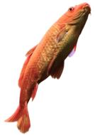 exotic orange Fish