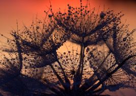 Dandelion seeds with dew droplets at Sunset sky, macro