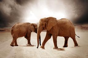 Elephants Movement on Sand