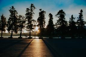 Beautiful landscape of the path among the trees, in sunrise