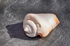 Close Up photo of decorative Shell Snail