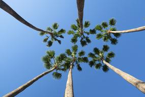 tops of palm trees against the blue sky