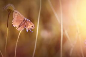 Close-up of the beautiful and colorful butterfly on the plants, in sunlight