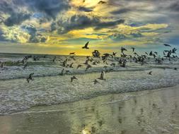seabirds on a tropical beach