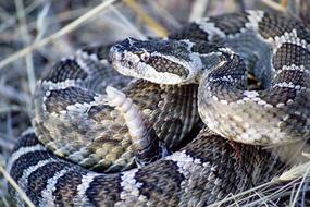 Close-up of the colorful and beautiful rattlesnake among the colorful plants
