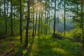 Beautiful and colorful landscape of the forest in colorful sunset, with shadows