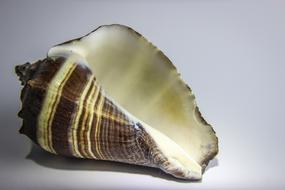 Close-up of the beautiful and colorful, shiny shellfish with stripes, in light, at white background