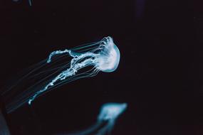 Beautiful, shiny, white and turquoise jellyfish with reflection, at black background