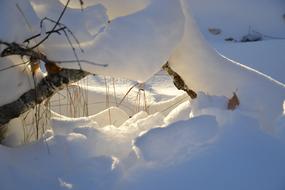 Snowy trees at Winter Sunbeam