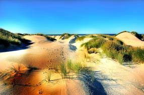 green plants on sand dunes