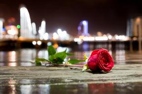 red rose lies on the floor on a blurred background