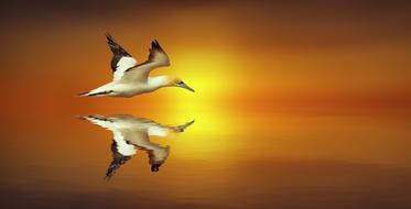 Mirroring Northern Gannet Birds