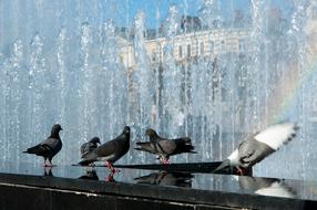 pigeons on a concrete slab near the fountain