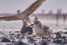 Seagull Flying at Sea