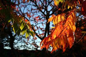 Sunset Autumn red leaf