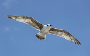 Seagull Young in the blue sky close up