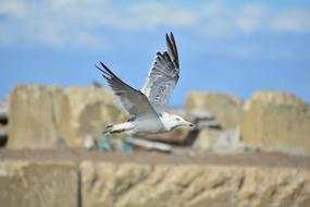 white bird fly