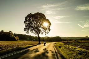 Motorcycle Tree Sunset