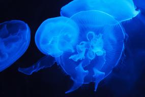 Animal Blue Jellyfish in water