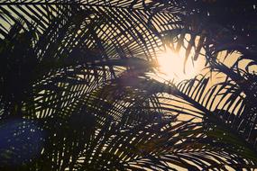 Palm Trees and Sunset Sky