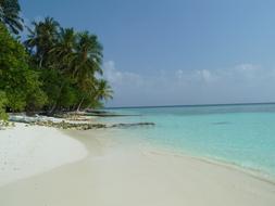 Palm Trees on Beach Sea