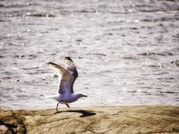 Sea Seagull Water bird