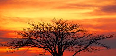 tree without leaves on the background of the sunset sky