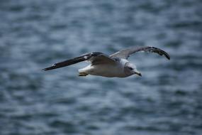 Wild Animal Sea Bird at flight