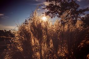 Grasses at Sunset Nature