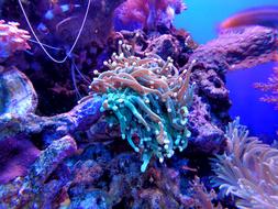 purple coral in the underwater world