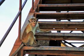 a monkey sitting on a rusty staircase