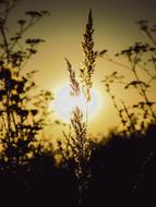 Beautiful silhouettes of the plants, at background with Sun in the sky, in the autumn