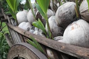 Wagon palm fruit