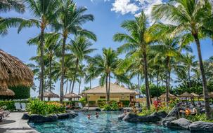 palm trees in the resort on Hawaii