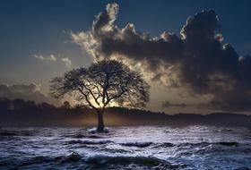 lonely tree among the sea waves at dusk
