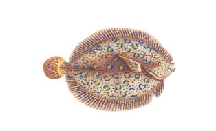 fish animal water isolated exotic
