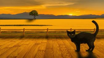 black cat in yellow landscape