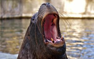 portrait of Seal Sea Lion Swim at nature