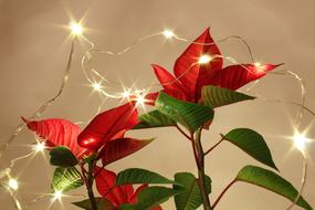 red flowers with lights