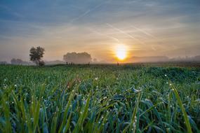 sunrise, dew on green grass on the field