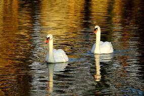 Swan at Waters Lake