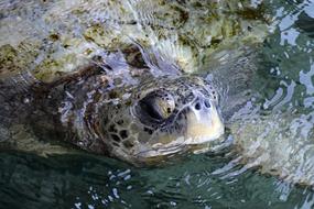 Sea Turtle or Green Creature